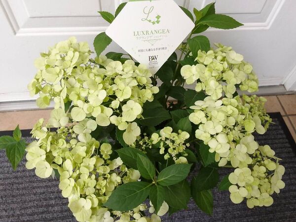 値下げ ◆大株◆ボリューム満点◆お色変わりが楽しめる紫陽花◆ライムグリーン シャンデリーニ◆ラグランジアアジサイ◆ギフト 送料無料