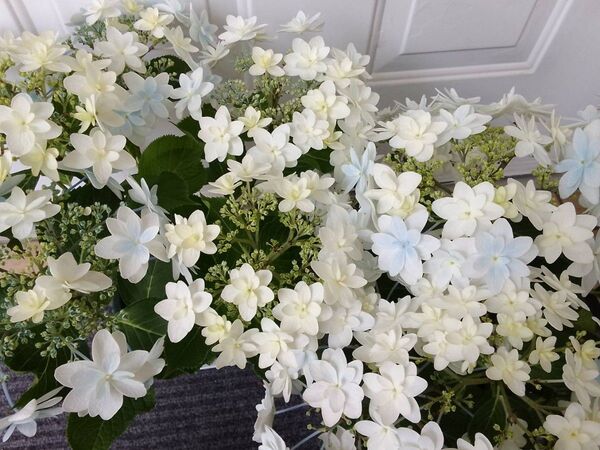 ◆ボリューム満点 立派な株立ち◆花弁が特徴的な優しいお色目 泉鳥 紫陽花◆イズミドリアジサイ ギフトレゼント
