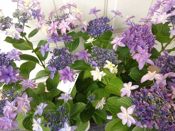 花弁が特徴的な見ごたえのある紫陽花◆ 桜花乱舞 パープル 紫陽花◆5号鉢アジサイ ギフトプレゼント 送料無料