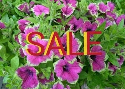 ◆3本+増量2本◆挿し木・挿し穂用◆希少品種◆ペチュニア◆ピスタチオ