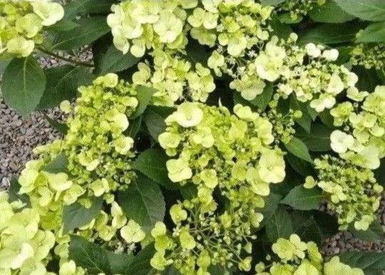 3本 ◆挿し穂・挿し木用◆お色変わりが楽しめる紫陽花◆ライムグリーン◆ラグランジア アジサイ◆送料無料 匿名配送