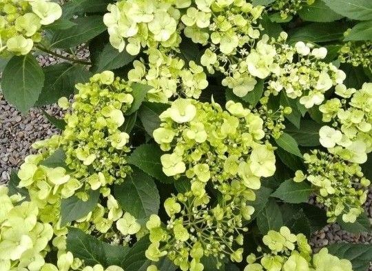 3本 ◆挿し穂・挿し木用◆お色変わりが楽しめる紫陽花◆ライムグリーン◆ラグランジア アジサイ◆送料無料 匿名配送