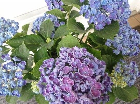 これからが楽しみな◆ボリューム満点 立派な株立ち◆花びらが特徴的な素敵な藍色 ポップコーンアジサイ◆おたふく紫陽花 プレゼント