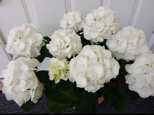 ◆ボリューム満点◆ 純白の紫陽花 ◆5号鉢 アジサイ ギフト プレゼント 送料無料匿名配送