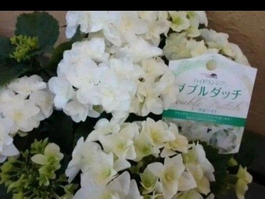 画像更新 つぼみができて 開花はじめました◆ボリューム満点◆お色変わりが楽しめるアジサイ◆ダブルダッチ ゴーダホワイト◆紫陽花