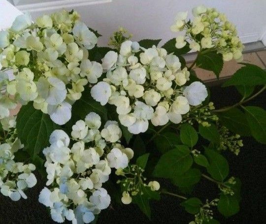 3本 ◆挿し穂・挿し木用◆ジュエリーのような素敵な お色変わりが楽しめる紫陽花◆ラグランジアアジサイ◆初心者さん 送料無料匿名配送