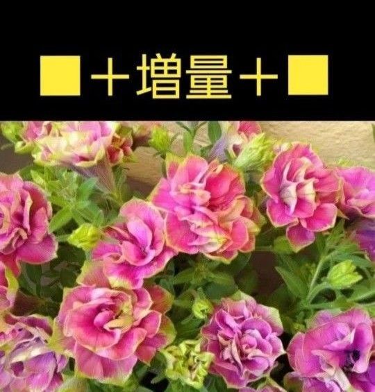 ◆3本+増量2本◆挿し穂用◆希少品種◆アンティーク感がたまらない ペチュニア◆ ドンドン増えるよ 花苗 送料無料