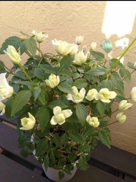 感謝価格 ■お花終わりました■新芽のびてます■大苗■希少品種■妖精のようなお花■クレマチス グリーンアイズ■送料無料匿名配送