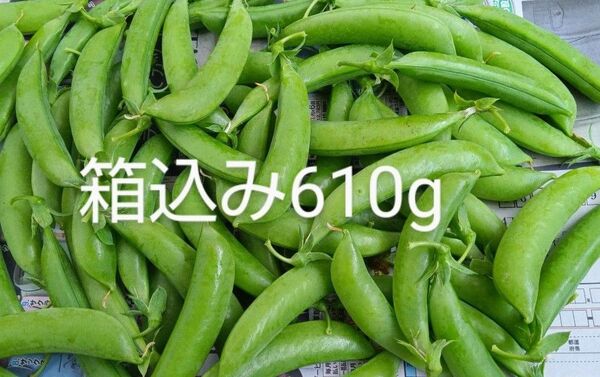 スナップエンドウ 箱込み610g以上