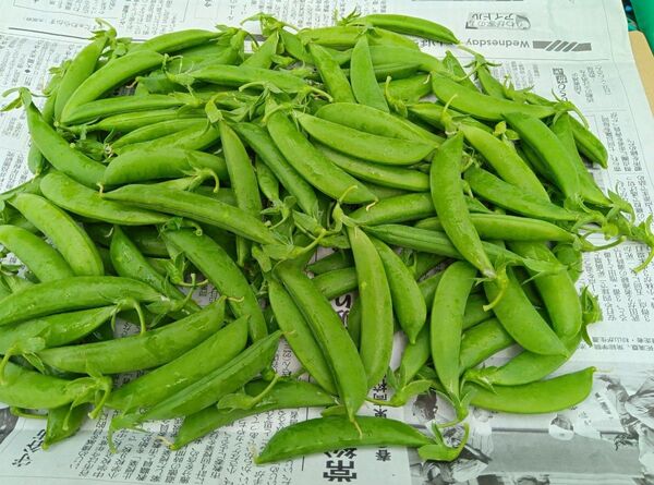 スナップエンドウ 箱別で500g