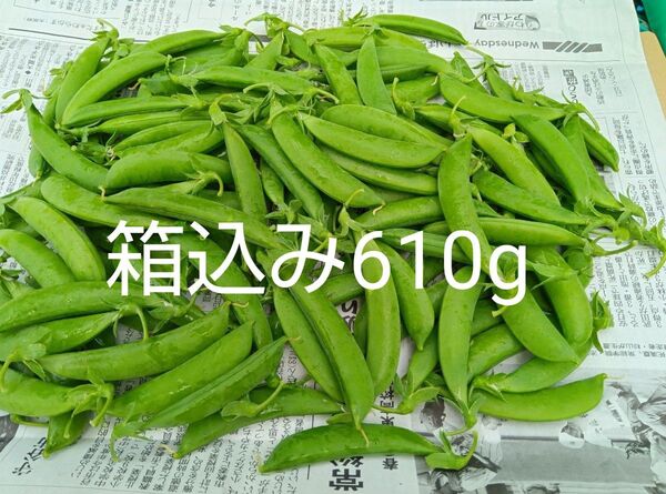 スナップエンドウ 箱込み610g以上