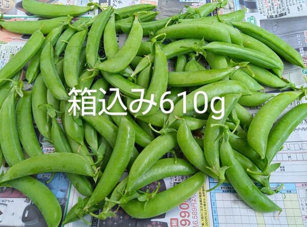 スナップエンドウ 箱込み610g