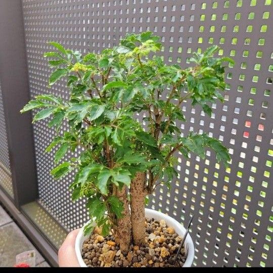 観葉植物