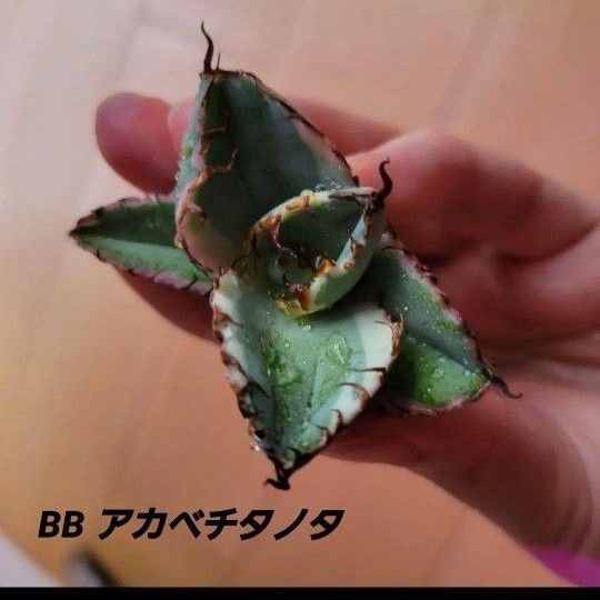 アガベ チタノタ 子株 agave BB級 ブラックアンドブルー 特選