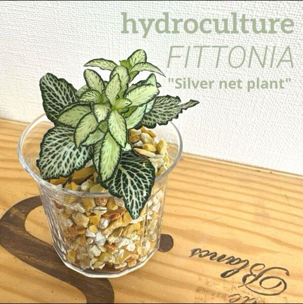 【S】フィトニア ホワイト 観葉植物 ハイドロカルチャー 水耕栽培 かわいい