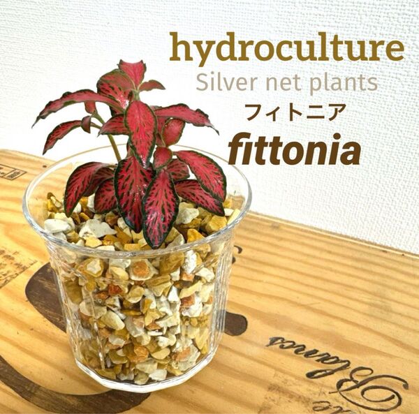 【S】フィトニア ホワイト 観葉植物 ハイドロカルチャー 水耕栽培 かわいい