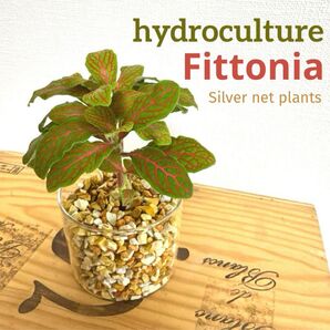 フィトニア 小型 観葉植物 ハイドロカルチャー 水耕栽培