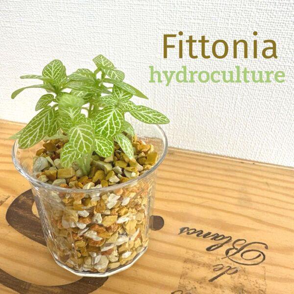 【S】フィトニア 観葉植物 ハイドロカルチャー