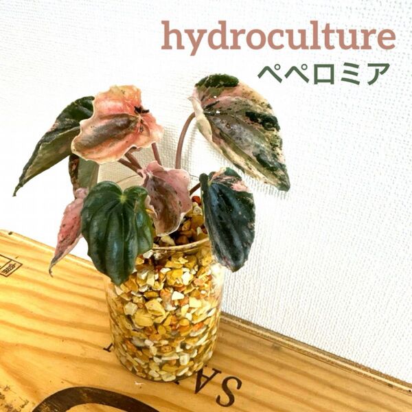 ペペロミア ピンクレディ ニューピンクレディ 観葉植物 ハイドロカルチャー ゼオライト 贈り物 水耕栽培