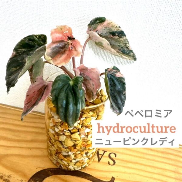 【S】ペペロミア 観葉植物 ハイドロカルチャー