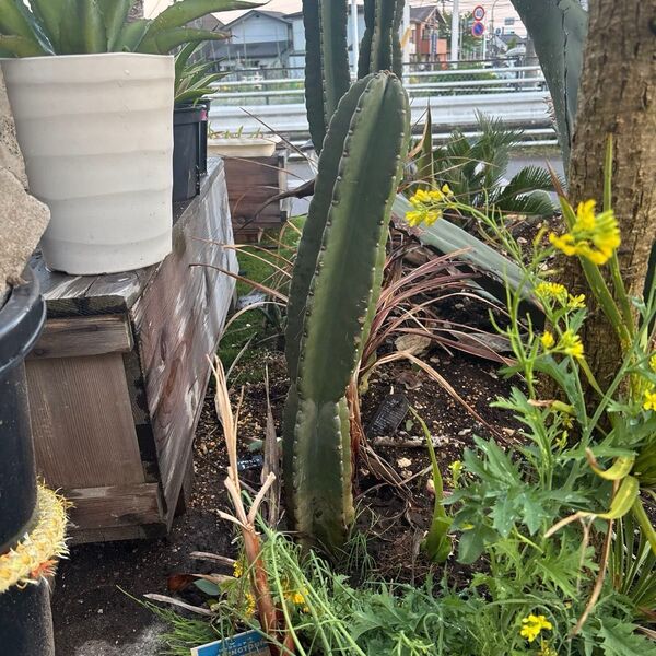 柱サボテン 鬼面角 抜き苗