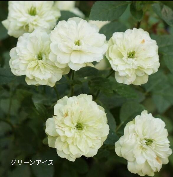③グリーンアイス 3苗入り つぼみ沢山 人気の四季咲きミニバラ