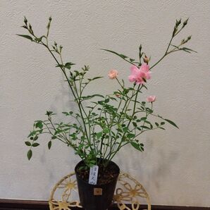 ④ほほえみ マイクロミニバラ 四季咲き 極小輪ミニバラ