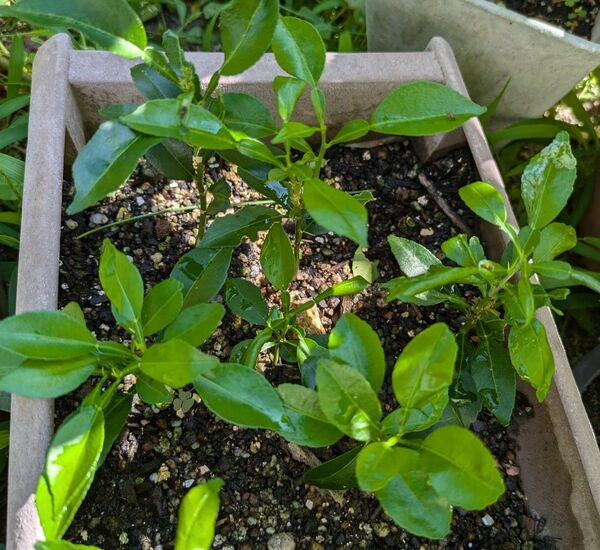 柚子の苗 無農薬 3本