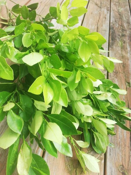 みかんの葉 枝付き 無農薬