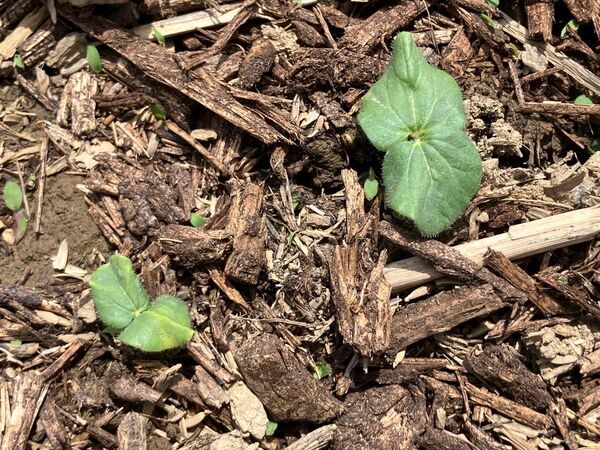 5月中が蒔き時です!夏野菜の栽培計画に加えてみませんか?多角オクラ(ダビデの星)種 30粒 無農薬