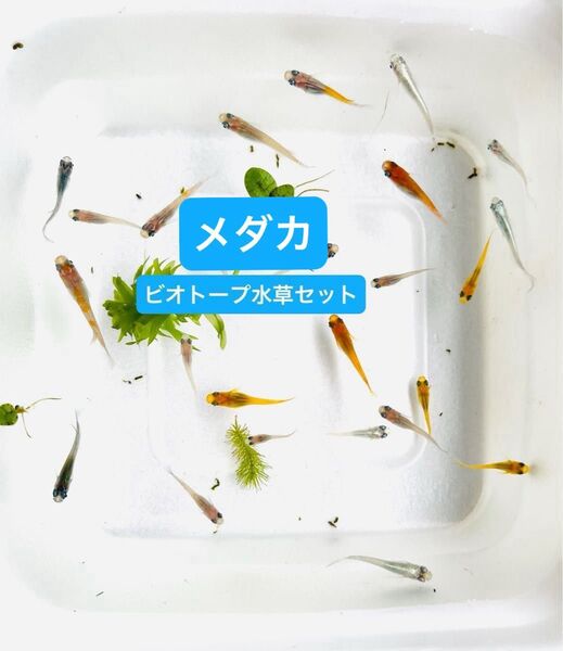 送料込【ビオトープ5種定番水草セット】ナガバオモダカ(花芽付き)ウォーターコイン、アマゾンフロッグピット、マツモ、水生植物、めだか