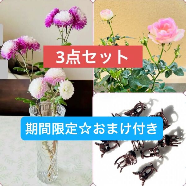 送料込【3点セット】四季咲きミニバラ苗(蕾2個付き)+初夢八重咲き寒菊+園芸用クリップ花壇寄せ植え 薔薇 山野草宿根草 育てやすい