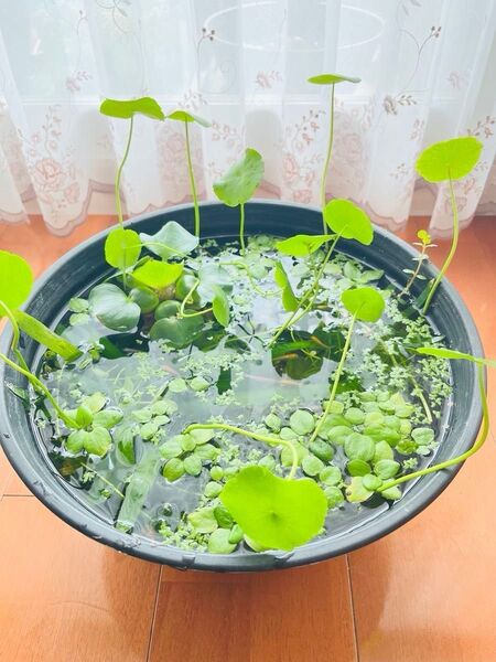 送料込【水草5種セット】ウォーターコイン ホテイアオイ アマゾンフロッグピット アオウキクサ ビオトープ メダカ睡蓮水上栽培無農薬