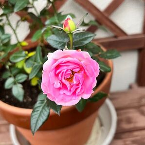 【送料込】四季咲きバラ苗+ミニピンク色(蕾付き) かすみ草(ジプシー)セット 抜き苗 花壇や寄せ植え鉢植え かすみ草 切り花 花束
