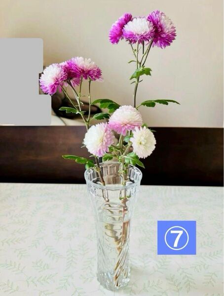 ⑦【匿名配送】初夢 年末年始を彩る 八重咲き ワインピンク寒菊 株分け苗1株 根付き 耐寒性多年宿根草 切り花 生け花