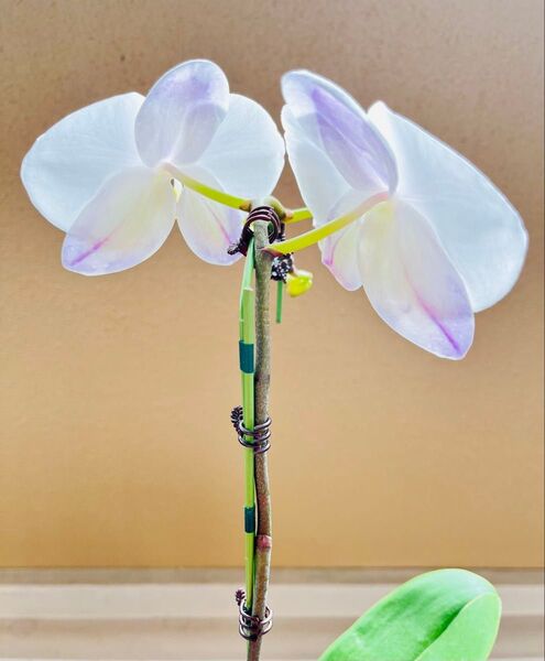 【送料込】胡蝶蘭クリップ セッコク 洋蘭 つる 植物支柱誘引サポート クリップ11個+1個 園芸用品 ガーデニング