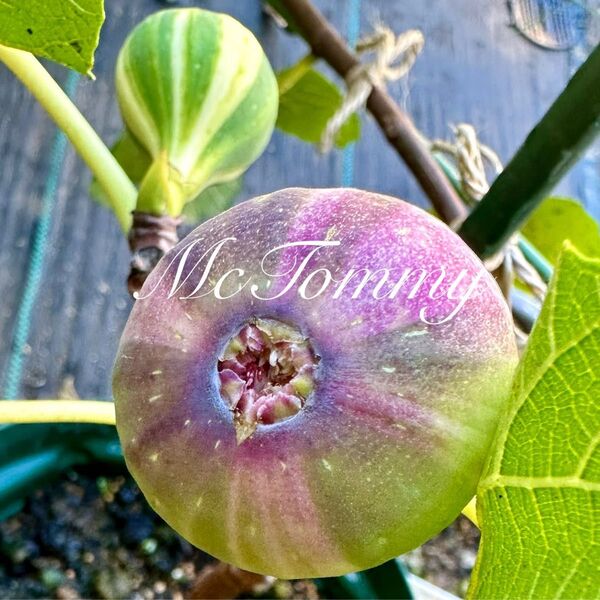 イチジク果実芽着き3年目BNR(Bordissot Negra Rimada)イチジク苗木