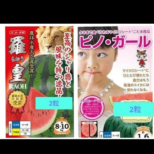 ピノガール 羅皇 こだま 西瓜 スイカ 種 タネ小分け 大玉 小玉 各2粒