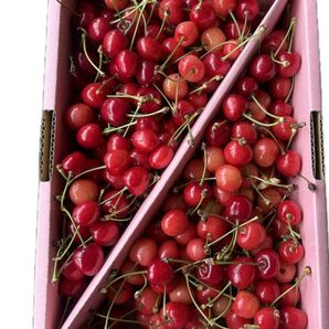 山形県産 朝採り 紅さやか さくらんぼ 約1kg【ご家庭用・等級混合】
