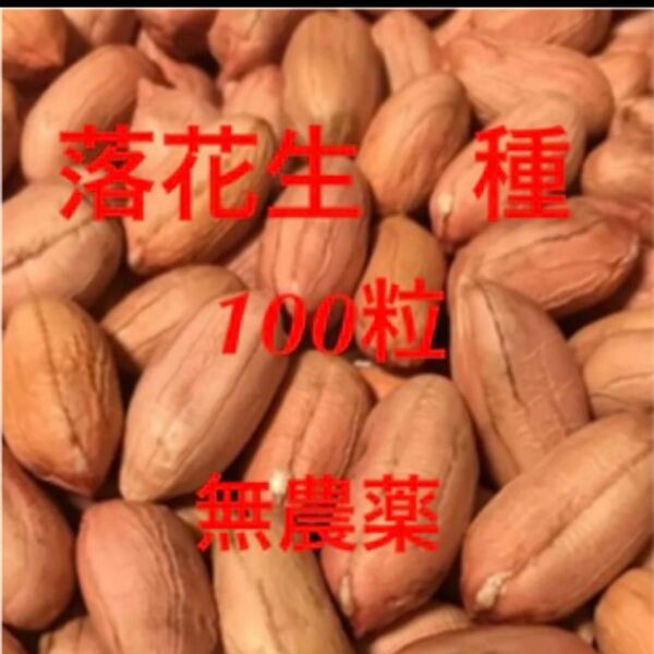 落花生 種 100粒