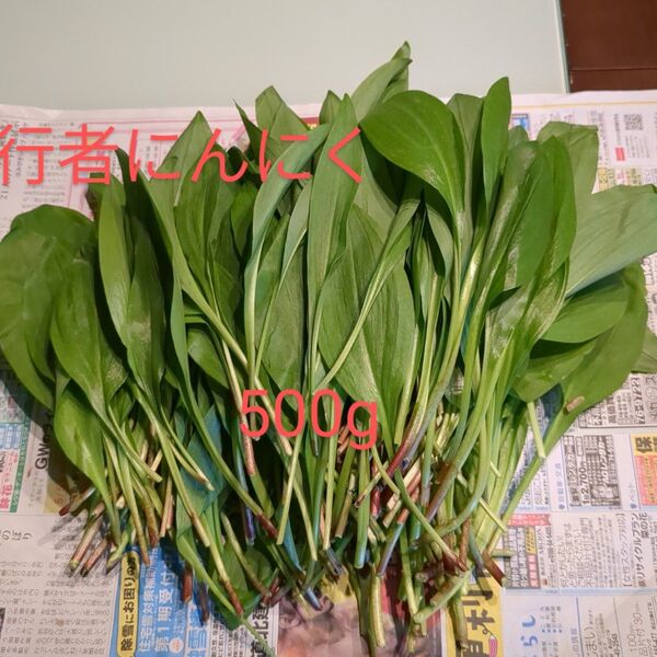 北海道道北産行者にんにく 500g 採れたて新鮮