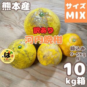 河内晩柑 訳あり 全サイズランダムMlX10kg箱※5/7収穫分、ラスト1箱です。(^^)