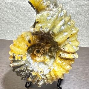 新品マダガスカルのアンモナイト化石 超大 本物希少 貴重品 置物 送料無料