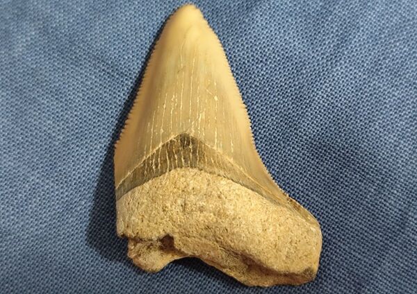 メガロドンの歯 ギザギザ残り・エナメル質透明感あり