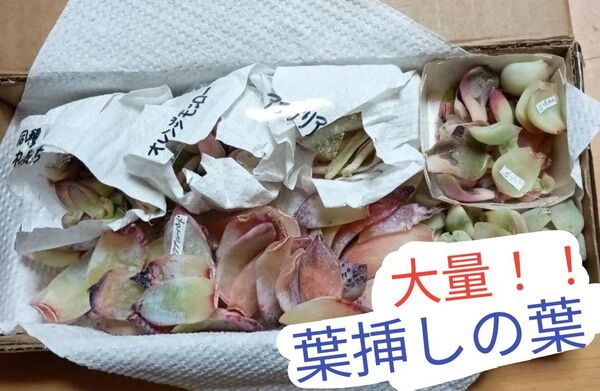 《多肉植物 葉挿しの葉》 4種+札落ち等 エケベリア 多肉植物 ピンクブルーバード オレンジモンロー アエグリア ティテュバンス錦