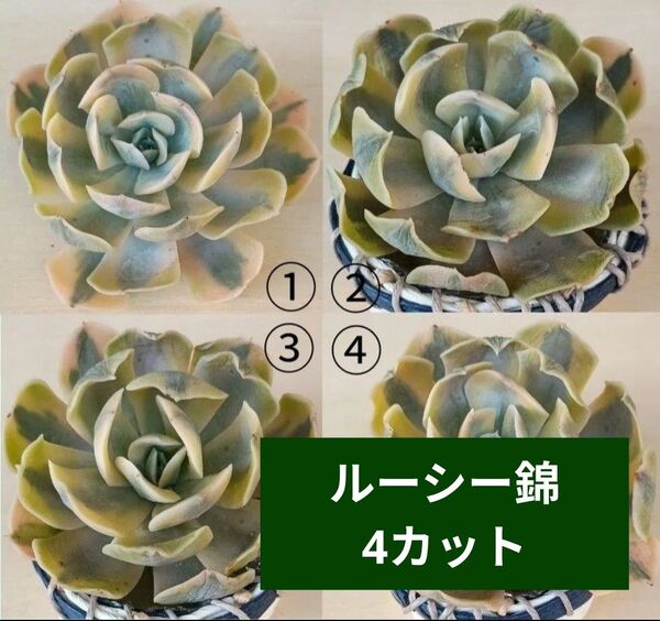 《ルーシー錦》 カット苗 4カット 大苗 エケベリア 多肉植物 発根管理中 斑入り