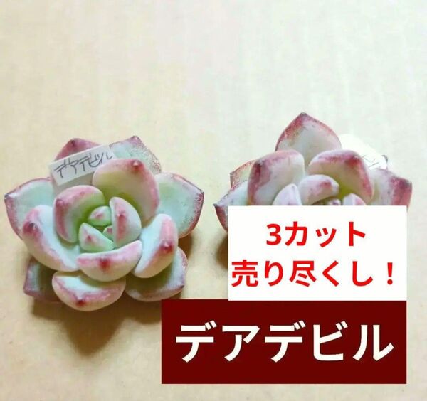 《デアデビル》 3カット エケベリア 多肉植物 小苗 カット苗 寄せ植えに! ツンツン系 売り尽くしの為同梱割無し