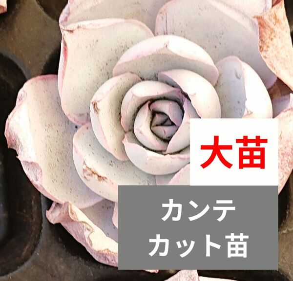 《カンテ》 カット苗 エケベリア 多肉植物 エケベリアの女王! 粉吹き 白い多肉 大苗 輸入苗