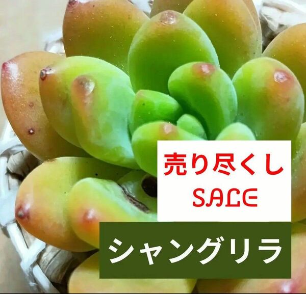 《シャングリラ》 カット苗 エケベリア 多肉植物 大株 セダム セデベリア グラプトベリア 輸入株 売り尽くしの為同梱割無し