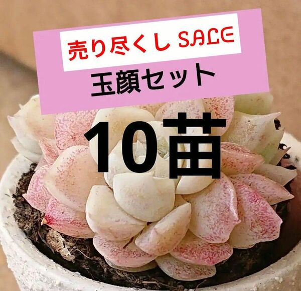 《玉顔》 小苗 10苗セット 抜き苗 顔玉如く エケベリア 多肉植物 寄せ植えに! かわいい紅葉 売り尽くしの為同梱割なし